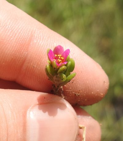 Portulaca obtusa, photographed by Matthew Fainman