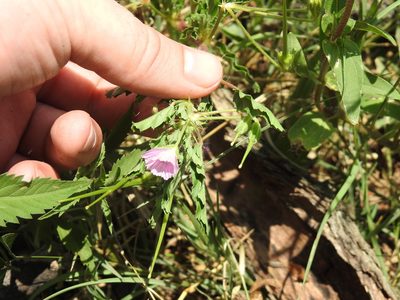 Monsonia angustifolia, photographed by Matthew Fainman