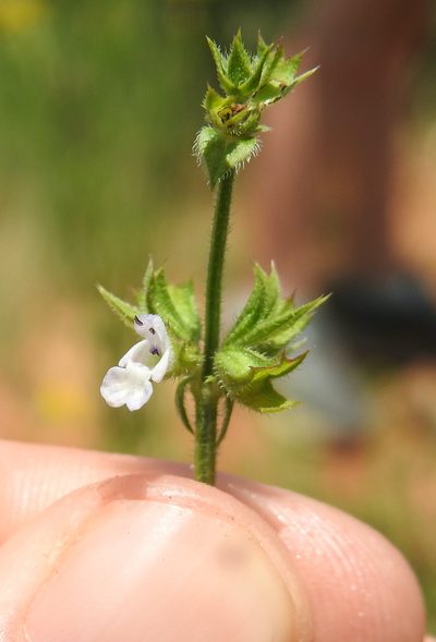 Salvia stenophylla, photographed by Matthew Fainman
