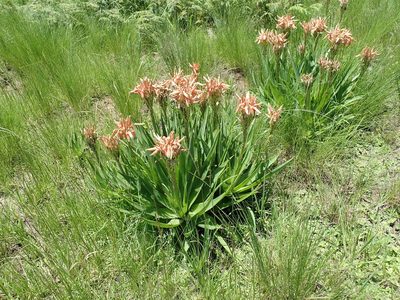 Aloe boylei, photographed by Peter Warren