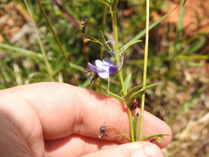 Rotheca louwalbertsii, photographed by Matthew Fainman
