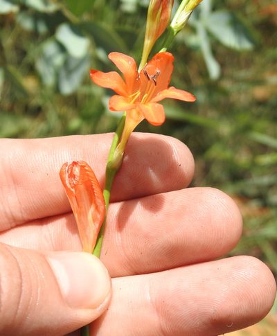 Tritonia nelsonii, photographed by Matthew Fainman