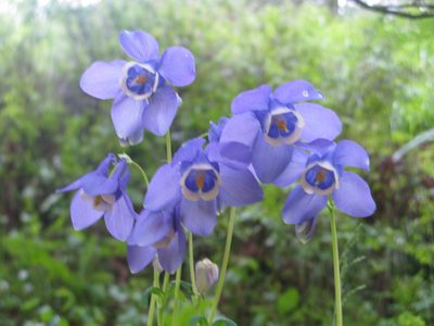 Aquilegia sibirica, photographed by Нурхайдарова Татьяна
