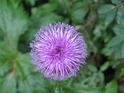 Leuzea carthamoides, photographed by Нурхайдарова Татьяна