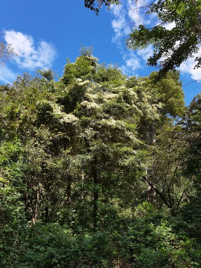 Calycophyllum candidissimum, photographed by Eduardo Chacón Madrigal