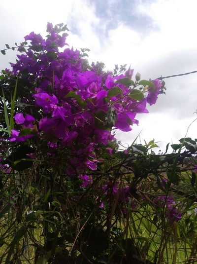 Bougainvillea glabra, photographed by Henrry