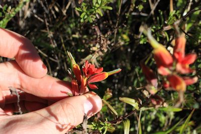Castilleja irasuensis, photographed by Jake Rehage