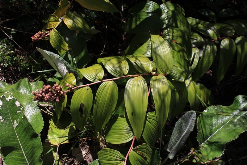 Maianthemum gigas, photographed by Jake Rehage