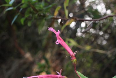 Centropogon gutierrezii, photographed by Jake Rehage