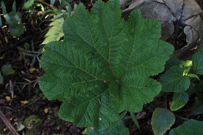 Gunnera insignis, photographed by Jake Rehage