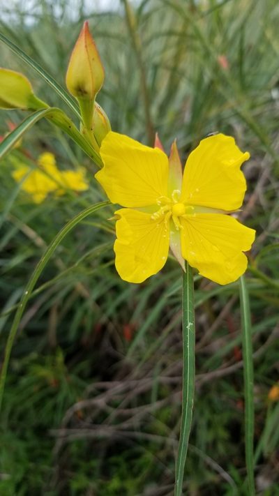 Ludwigia longifolia, photographed by Roderick Cameron