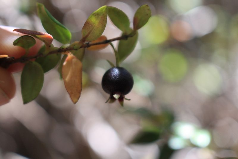 Ugni myricoides, photographed by Jake Rehage