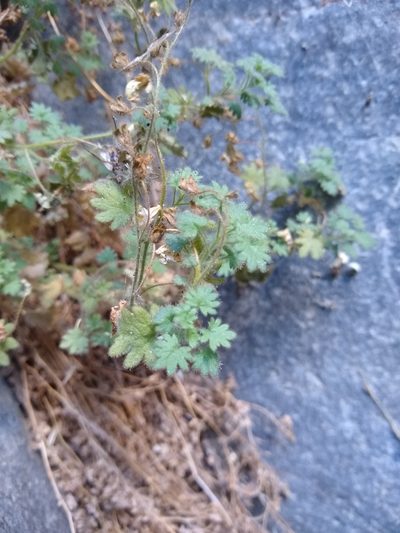 Phacelia perityloides, photographed by Quinn Shemet
