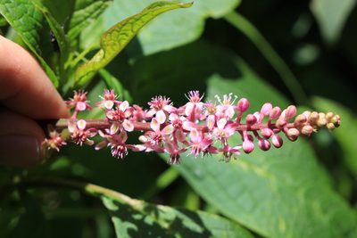 Phytolacca rugosa, photographed by Jake Rehage