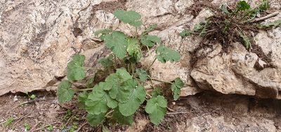 Erodium trifolium, photographed by Mehdi Chetibi