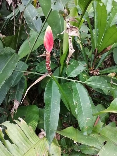 Heliconia episcopalis, photographed by GERMAN LEONEL SARMIENTO CRUZ