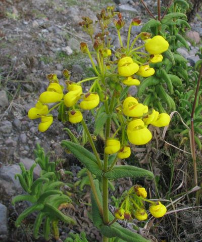 Calceolaria crenata, photographed by Todd Boland