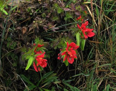 Castilleja nubigena, photographed by Todd Boland