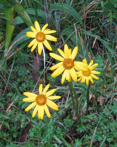 Dorobaea pimpinellifolia, photographed by Todd Boland