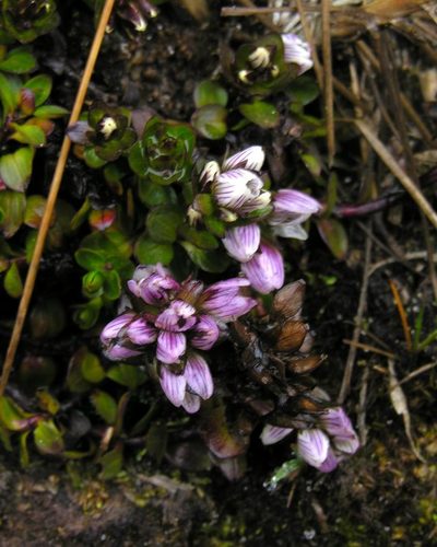 Gentianella nummulariifolia, photographed by Todd Boland
