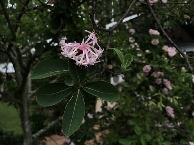Dais cotinifolia, photographed by Ronald Olivier