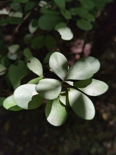 Erythroxylum havanense, photographed by Eduardo Chacón Madrigal