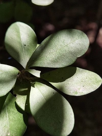 Erythroxylum havanense, photographed by Eduardo Chacón Madrigal