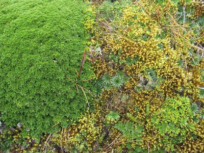 Azorella aretioides, photographed by Todd Boland