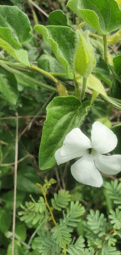 Thunbergia neglecta, photographed by Nic Knott-Craig