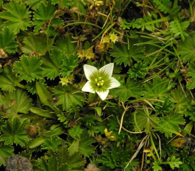 Gentianella limoselloides, photographed by Todd Boland