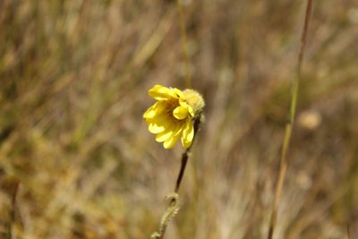 Senecio scapioides, photographed by Andrés Ramírez-Barrera