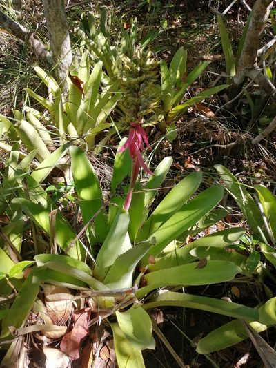 Aechmea stenosepala, photographed by GERMAN LEONEL SARMIENTO CRUZ