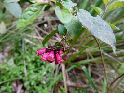 Cestrum fasciculatum, photographed by Jacqui Geux