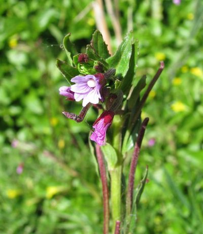 Epilobium denticulatum, photographed by Todd Boland