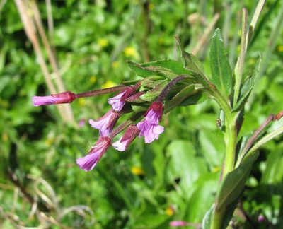 Epilobium denticulatum, photographed by Todd Boland
