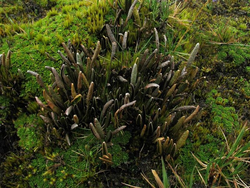 Elaphoglossum mathewsii, photographed by Todd Boland
