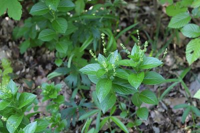 Mercurialis ovata, photographed by David Sandler