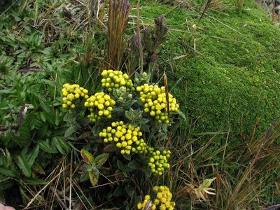 Monticalia andicola, photographed by Todd Boland