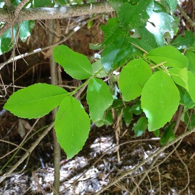 Laurelia sempervirens, photographed by Cristian Riquelme