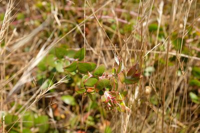 Arctostaphylos cruzensis, photographed by paulexcoff