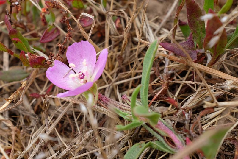 Clarkia prostrata, photographed by paulexcoff