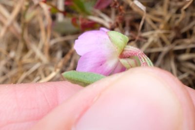 Clarkia prostrata, photographed by paulexcoff