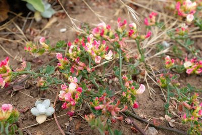 Acmispon cytisoides, photographed by paulexcoff