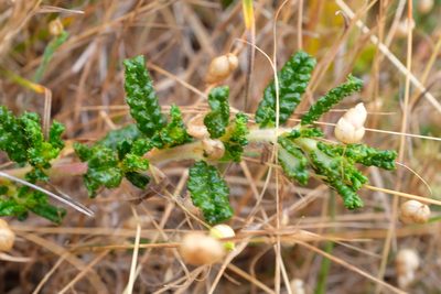 Ceanothus hearstiorum, photographed by paulexcoff