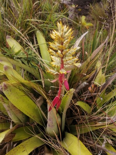 Aechmea stenosepala, photographed by GERMAN LEONEL SARMIENTO CRUZ