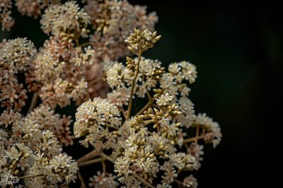 Cordia alliodora, photographed by Daniel Pineda Vera