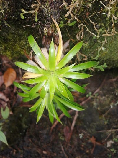 Navia acaulis, photographed by GERMAN LEONEL SARMIENTO CRUZ