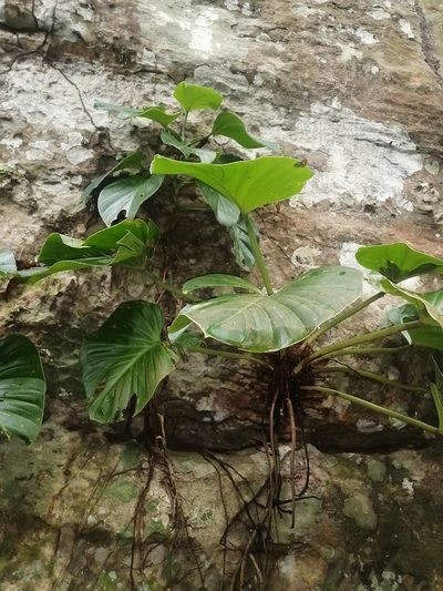 Philodendron fragrantissimum, photographed by GERMAN LEONEL SARMIENTO CRUZ
