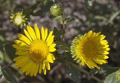 Grindelia subalpina, photographed by Fluff Berger