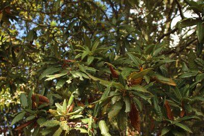 Quercus humboldtii, photographed by Andrés Ramírez-Barrera